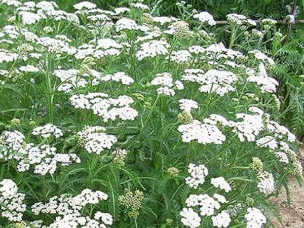 蓍怎么读（揲怎么读）