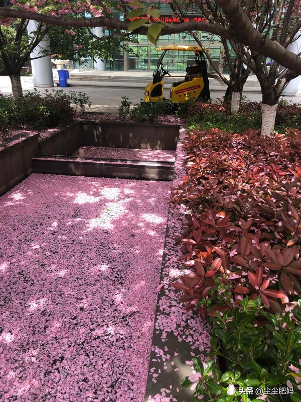 樱之呼吸用日语怎么说(樱川用日语怎么说)