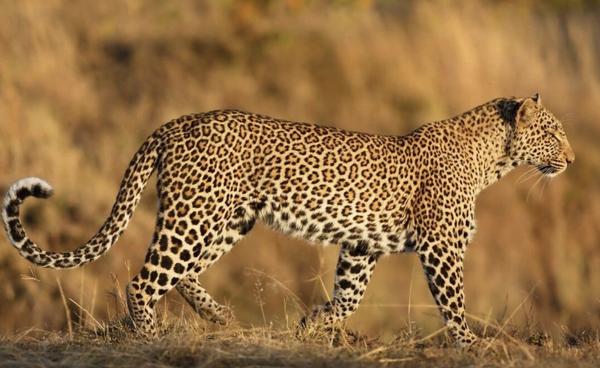 为什么猎豹不是豹（为什么猎豹不是豹!-!1）