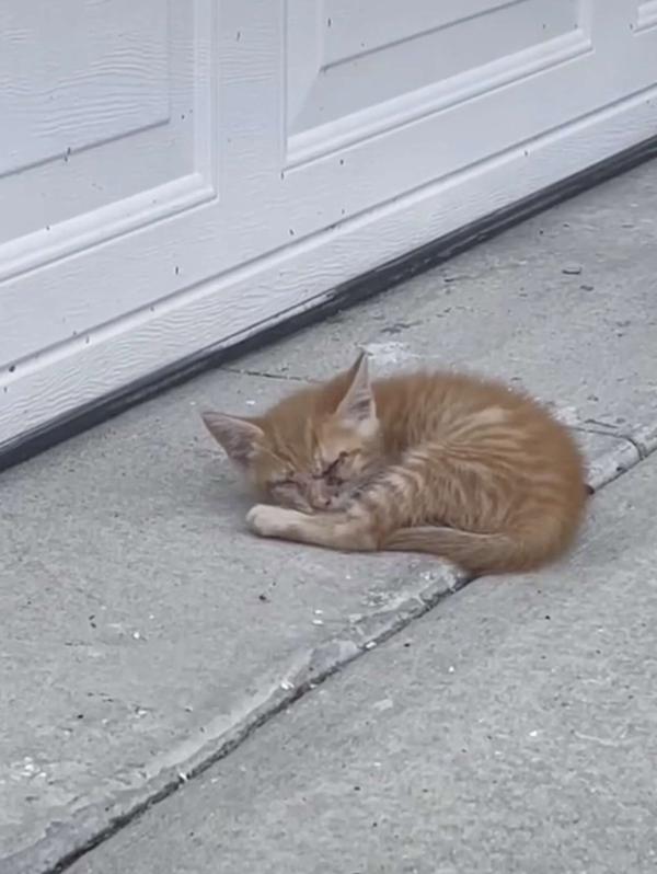 佛罗里达州会说话的猫(佛罗里达州会说话的猫事件)