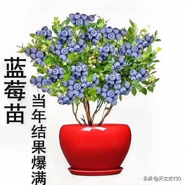 蓝莓哪个品种高产又好吃_中国目前最好的蓝莓品种排名