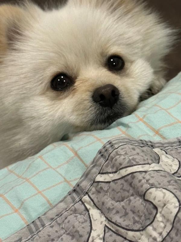 男狗狗名字大全_泰迪男狗狗名字大全