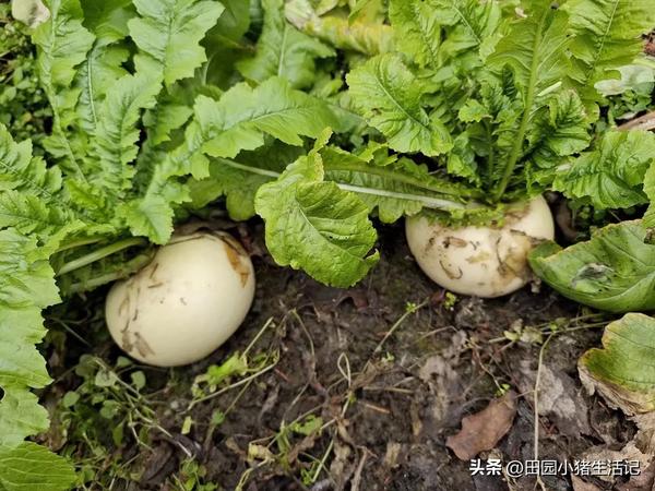 三更是几点(三更是几点是什么生肖)