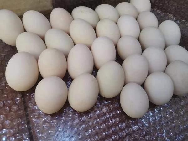 变形记满分作文六年级400字（作文变形记六年级400字）