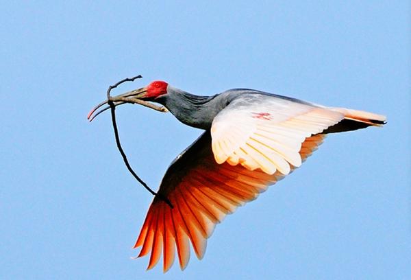 繁衍计划同类型(繁衍计划一)