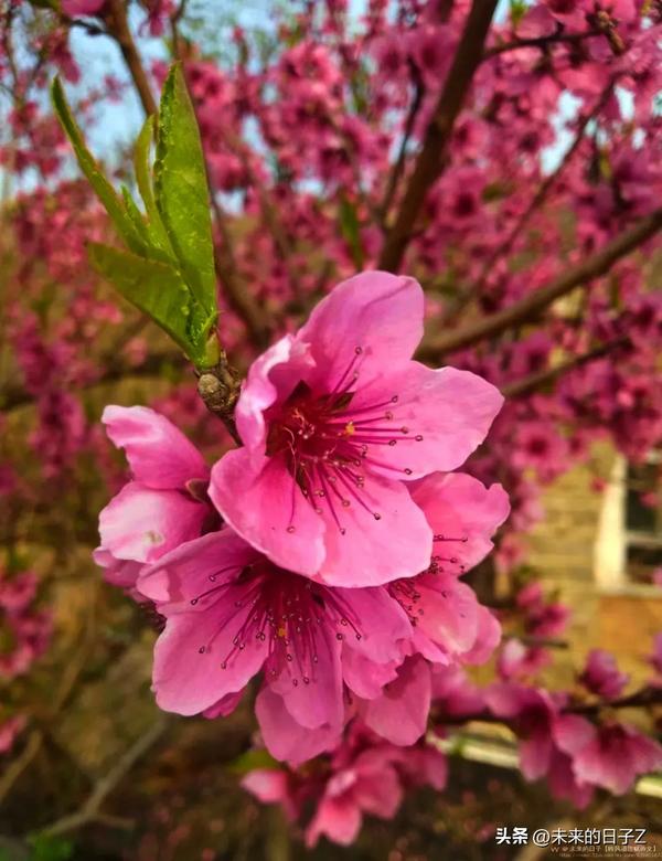 桃花的诗句古诗（形容桃花的诗句古诗）