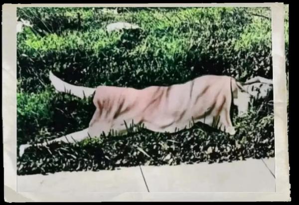 黑色大丽花是被活着切开的吗(黑色大丽花是被活着切开的吗视频)