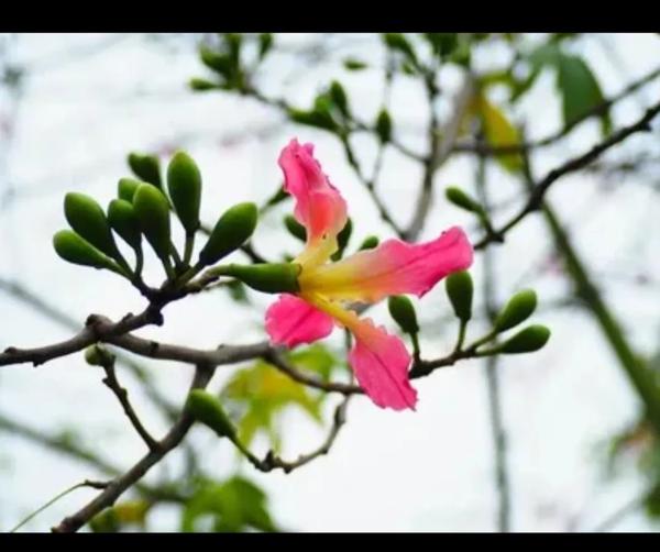夏天的夜晚看图写话二年级（夏天的夜晚看图写话二年级）