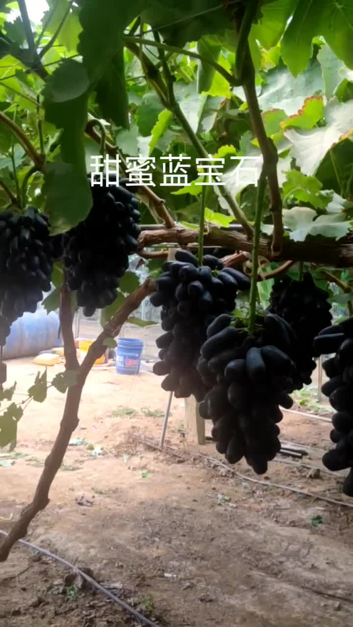 盖州市陈屯镇小东苗木