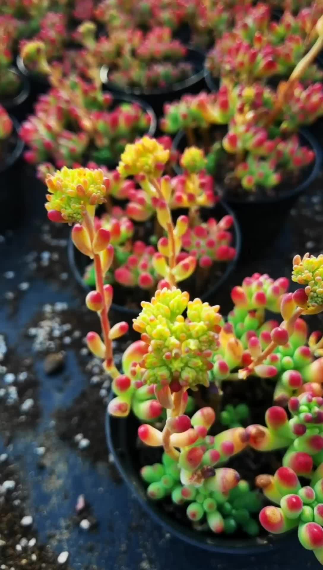 首先要选择透气的花盆,土壤以腐殖土,沙土#云南多肉植物种植基地