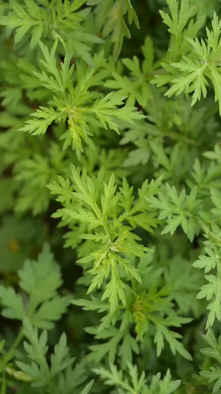 西瓜视频 - 高清免费在线视频 - 给你新鲜好看