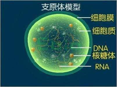 支原体并不都是致病的