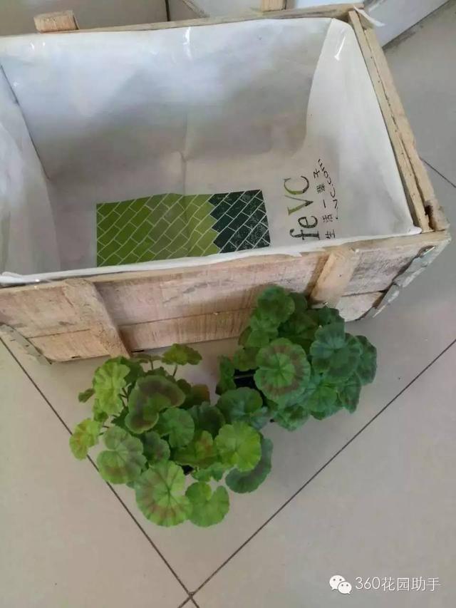 变废为宝--木箱变花箱，种上天竺葵好美-第9张图片