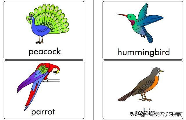 图片[36]-113张图让你记住所有动物类英语单词，分类汇总，建议收藏起来-笑傲英语网