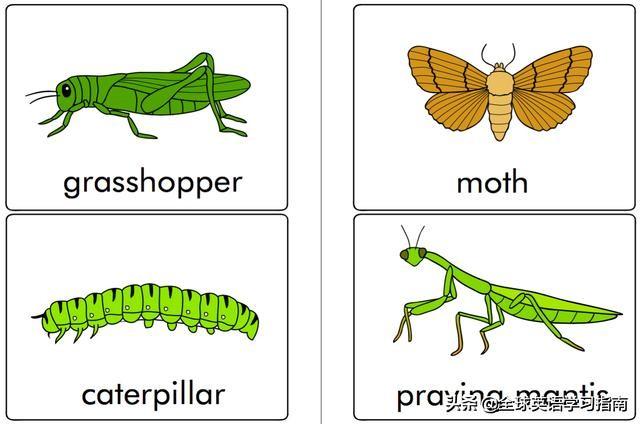 图片[29]-113张图让你记住所有动物类英语单词，分类汇总，建议收藏起来-笑傲英语网