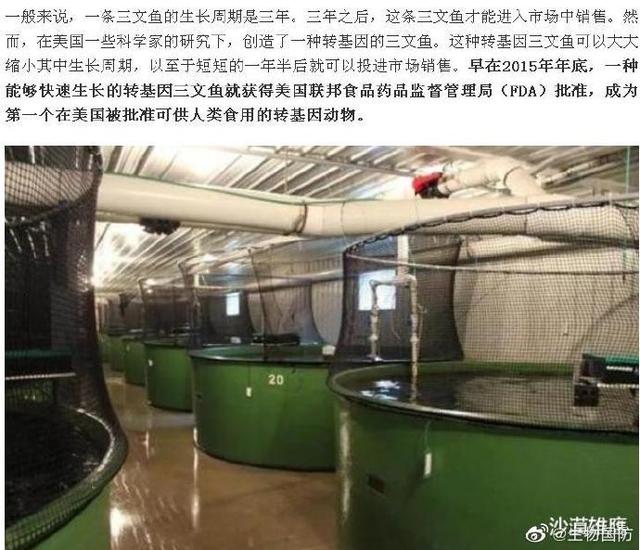 美国转基因三文鱼: 不能生育, 不准在美国养殖