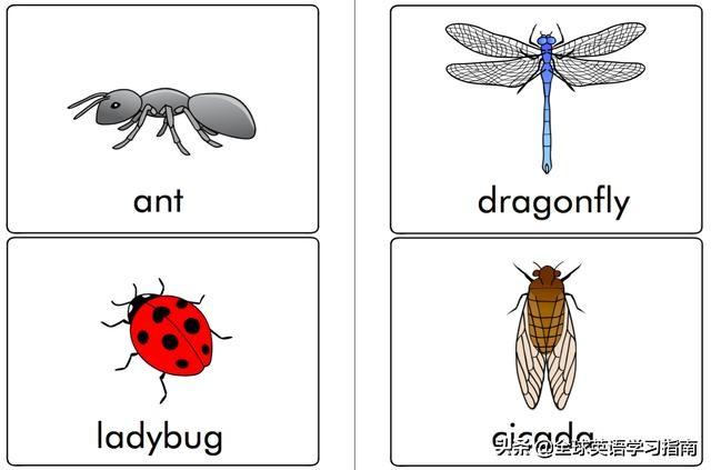 图片[30]-113张图让你记住所有动物类英语单词，分类汇总，建议收藏起来-笑傲英语网