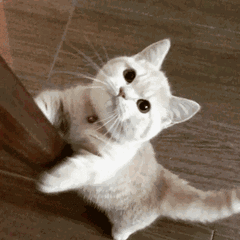 图片[1]-老外说You‘re a fat cat是在说“你是只肥猫？”快看看正确意思-笑傲英语网