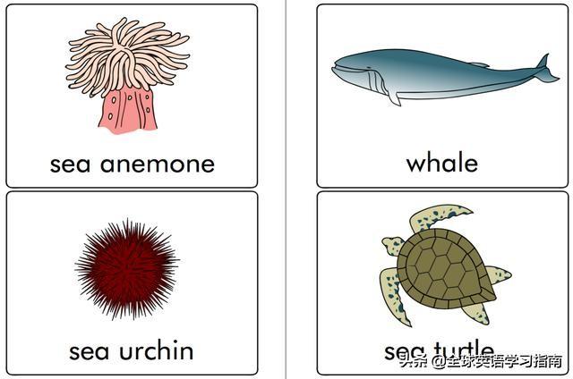 图片[6]-113张图让你记住所有动物类英语单词，分类汇总，建议收藏起来-笑傲英语网