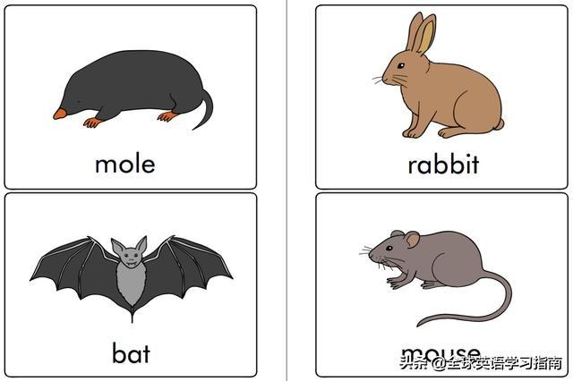 图片[22]-113张图让你记住所有动物类英语单词，分类汇总，建议收藏起来-笑傲英语网