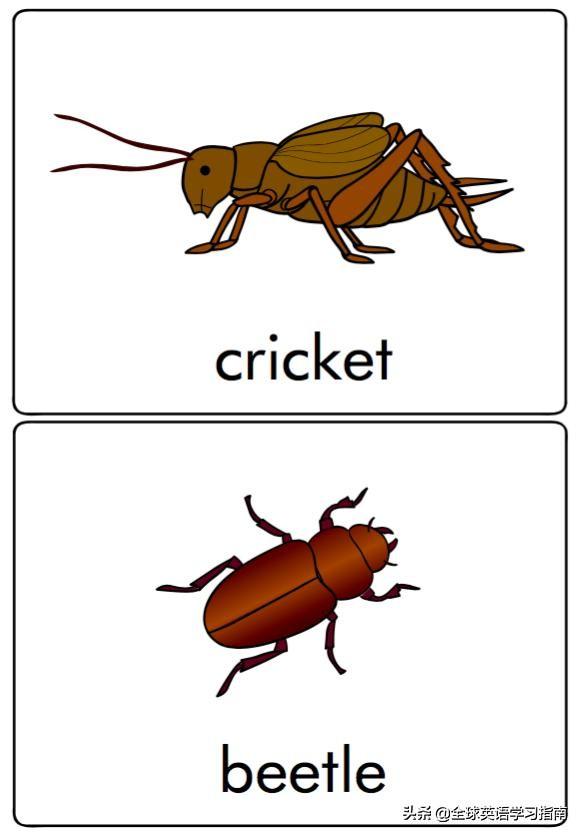图片[31]-113张图让你记住所有动物类英语单词，分类汇总，建议收藏起来-笑傲英语网