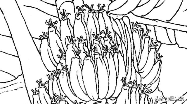 芭蕉高清白描线稿图片下载18幅