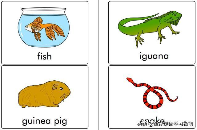 图片[9]-113张图让你记住所有动物类英语单词，分类汇总，建议收藏起来-笑傲英语网