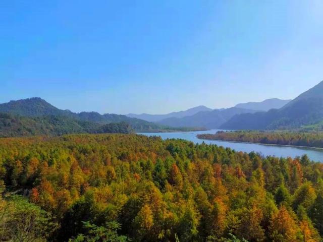 自在宁国 | 第一波落羽杉红叶观赏指数发布！邂逅最美秋色！