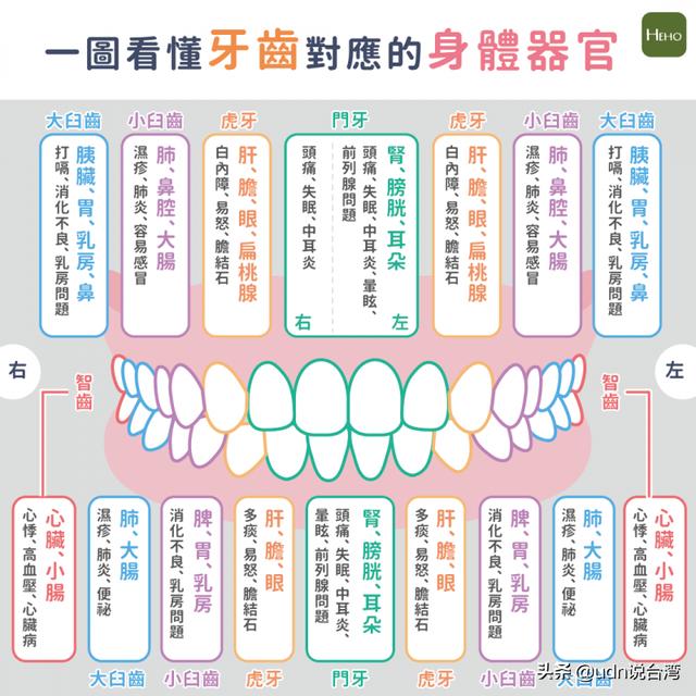 牙齿与牙龈的结构图