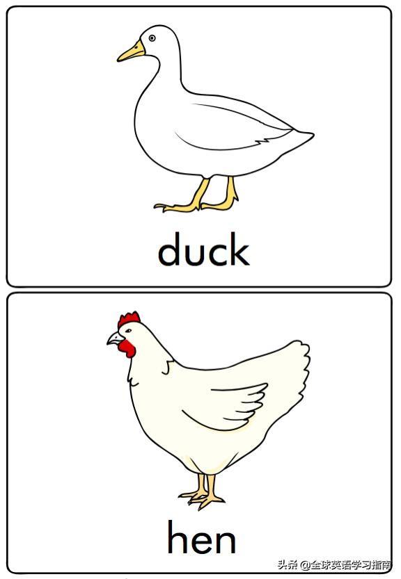 图片[25]-113张图让你记住所有动物类英语单词，分类汇总，建议收藏起来-笑傲英语网