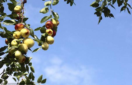 《康桥枣》是怎样结成的一一