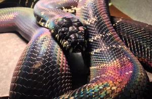 Morelia Boeleni tells you what is called multicolo