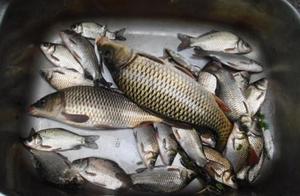 Since have so makings of a kind of nest, crucian carp carp can darling into protect, general fishing