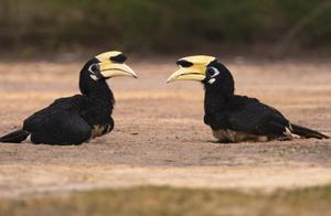 Photography | Cameraman is patted bizarre one Mu Guanban hornbill is performed 