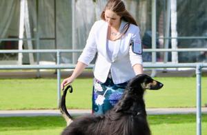The Afghan gundog that appreciation lets person Ji