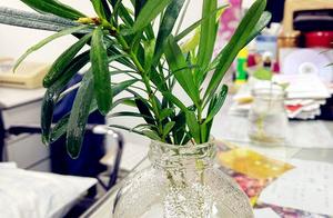 Indoor need not raise a vegetable with soil?