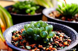 6 the most precious kinds meaty, do not know these, feel embarrassed say oneself had been raised