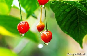 Qingdao cherry bumper harvest plucks into garden 30 yuan a market does not buy 10 fund a jin