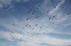 The person that does a major issue is " force com