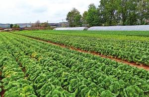 Lanzhou is red cooperation of major of farmer of sale of garden agriculture products signs ancient O