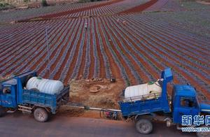 Yunnan Maitreya: The keep a full stand of seedlings that draw water fights ravages of a drought