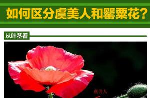 Occurrence doubt of sanded lake park is like papaverous seedling, how to distinguish corn poppy and