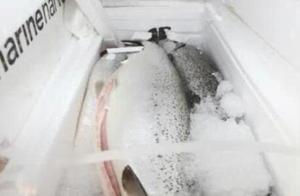 Can rainbow trout call 3 article the fish after al