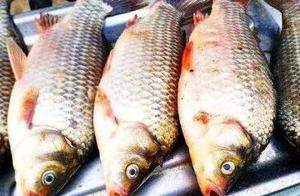 Be careful! Harbin sampling observation of fish of