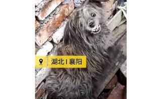 Roam about dog back decay becomes a hole, doctor operation takes out 100 maggot bug