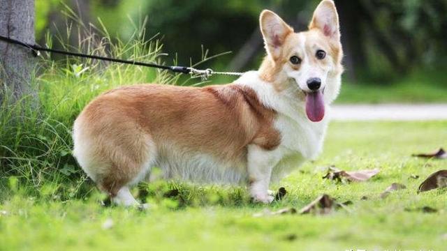 傅美属于小还是中型犬博美犬