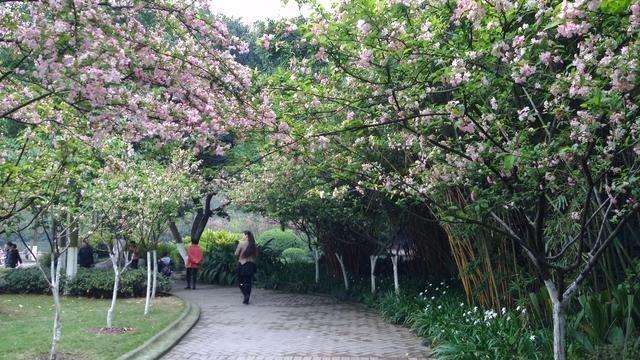 寫景抒情散文閱讀技巧
