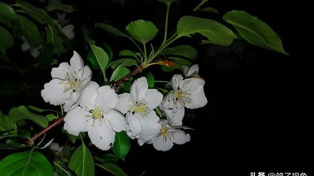 腊8节是什么节日