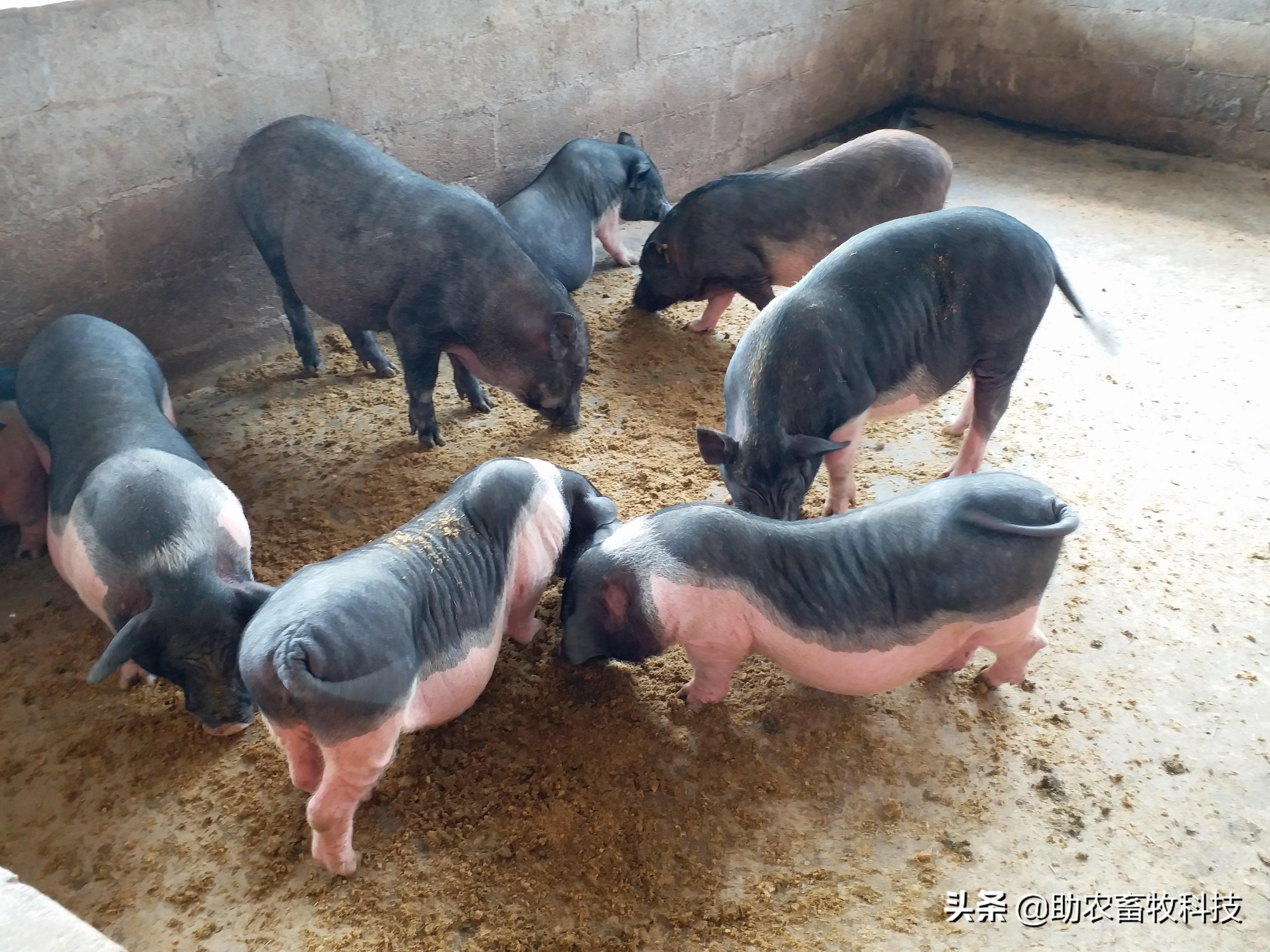 这些散养猪场从来没有被非瘟骚扰,主要措施是长期采用发酵饲料和中