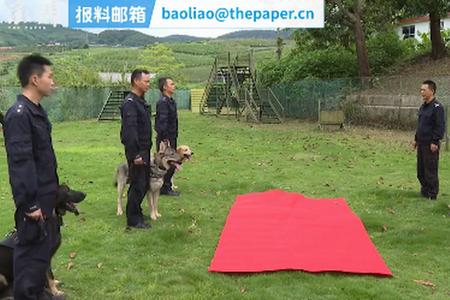 警犬嗅到异常，引导民警查获毒品12.47公斤_第1张